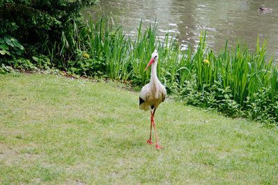 Bird in a lake