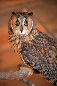 Close-up portrait of owl perching on branch