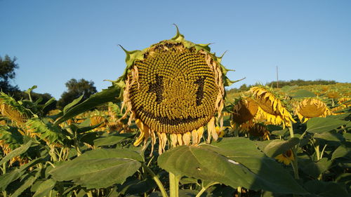 Low angle view of sunflowers on field against clear sky
