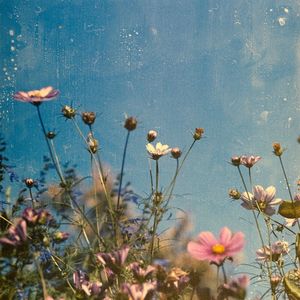 Low angle view of flowering plants on field