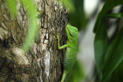 Close-up of lizard on tree trunk