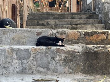 Cat relaxing on wall