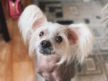 Close-up portrait of dog at home