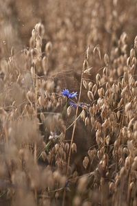 Close-up of flowering plants on field