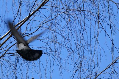 Low angle view of bird flying against blue sky