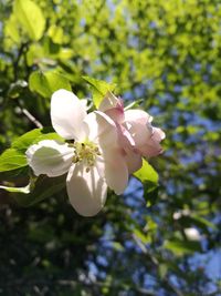 Close-up of white cherry blossoms in spring