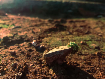 Close-up of leaf on land