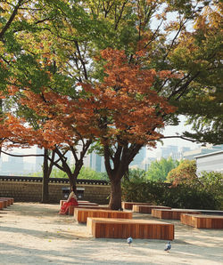 Trees in park during autumn