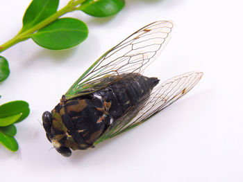 Close-up of insect on flower