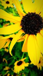 Close-up of sunflower blooming outdoors