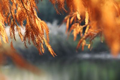 Close-up of autumnal leaves against blurred background