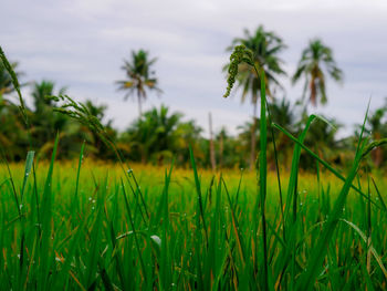 Close-up of crops growing on field against sky