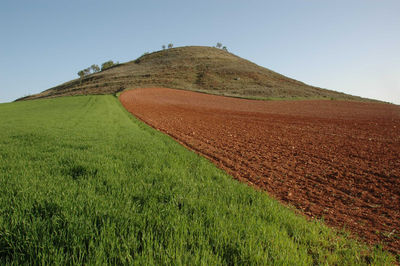 Scenic view of agricultural field against clear sky