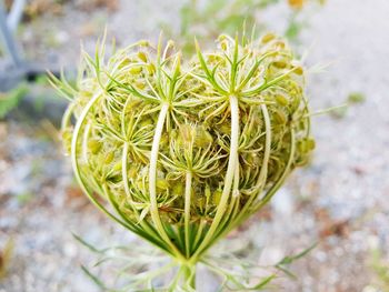 Close-up of cactus plant