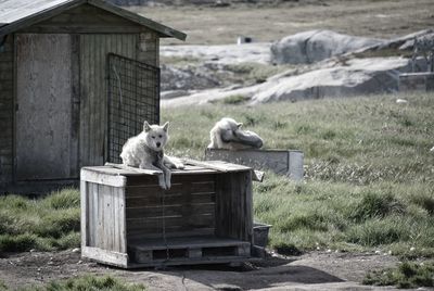 Cat sitting on wood in field