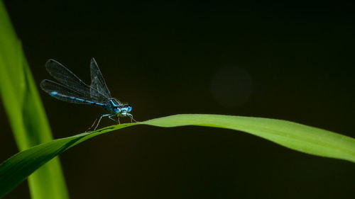 Close-up of insect on leaf