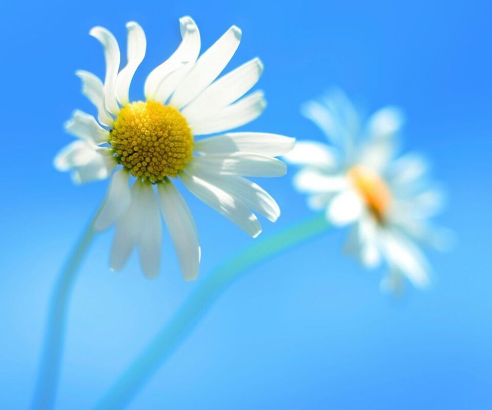 flower, freshness, petal, fragility, flower head, growth, beauty in nature, white color, nature, close-up, blooming, blue, pollen, daisy, plant, clear sky, focus on foreground, stem, blossom, in bloom