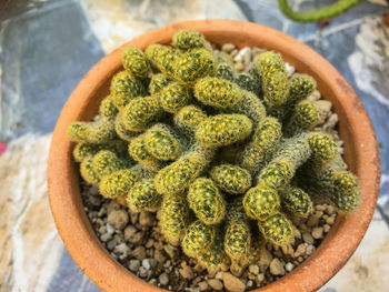 High angle view of potted plant on table