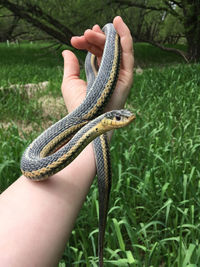Close-up of hand holding snake