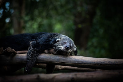 Close-up of lizard on wood