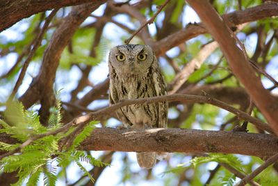 Low angle view of bird on tree