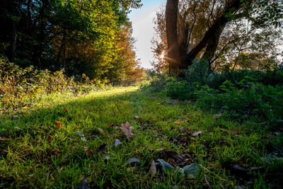 Scenic view of trees growing on field