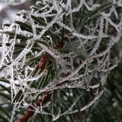 Close-up of frozen spider web