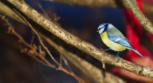 Close-up of bird perching on branch