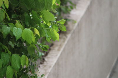 Close-up of vineyard
