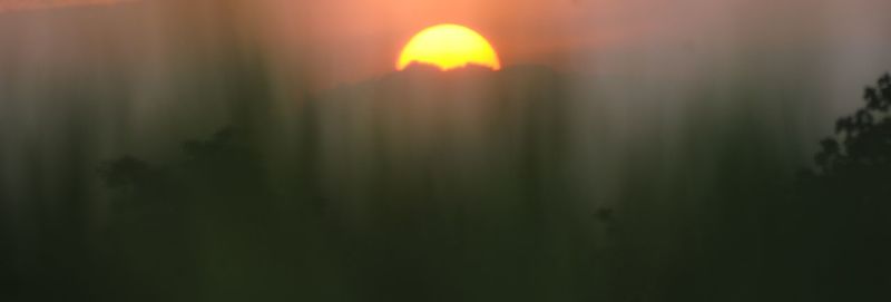 Silhouette of plants during sunset