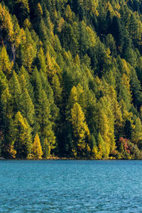 Scenic view of forest during autumn