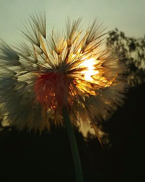 CLOSE-UP OF DANDELIONS AGAINST SKY