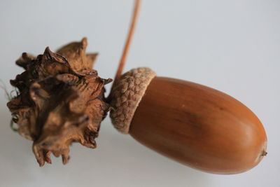 Close-up of dried over white background