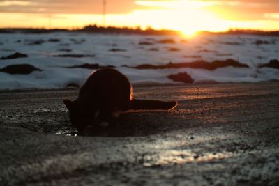 Close-up of silhouette on beach against sky during sunset