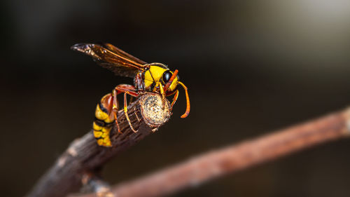 Close-up of dragonfly