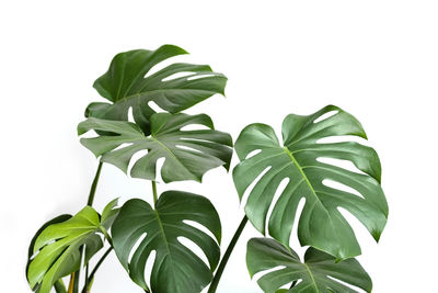Close-up of leaves against white background