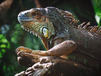 Close-up of an iguana