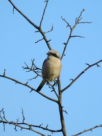 Low angle view of birds perching on tree