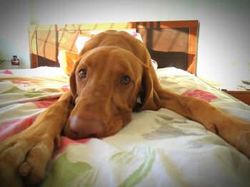 Dog resting on bed