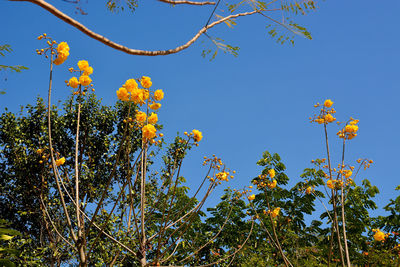 Low angle view of yellow flowers blooming against clear blue sky