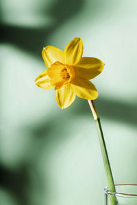 Close up of yellow narcissus - daffodil on glass vase, colored background with shadows 