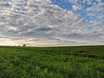 Scenic view of field against sky
