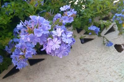 Close-up of purple flowers blooming outdoors