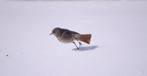 Close-up of bird perching on snow