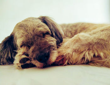 Close-up of a dog sleeping at home