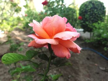 Close-up of flower blooming outdoors