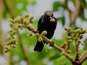 Close-up of bird perching on branch