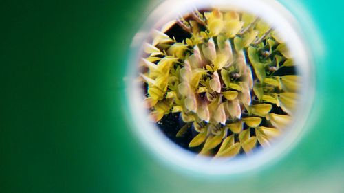 Directly above shot of yellow flowering plant