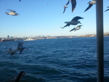 Seagulls flying over sea against clear sky