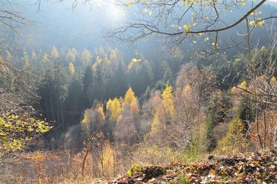 Trees in forest during autumn